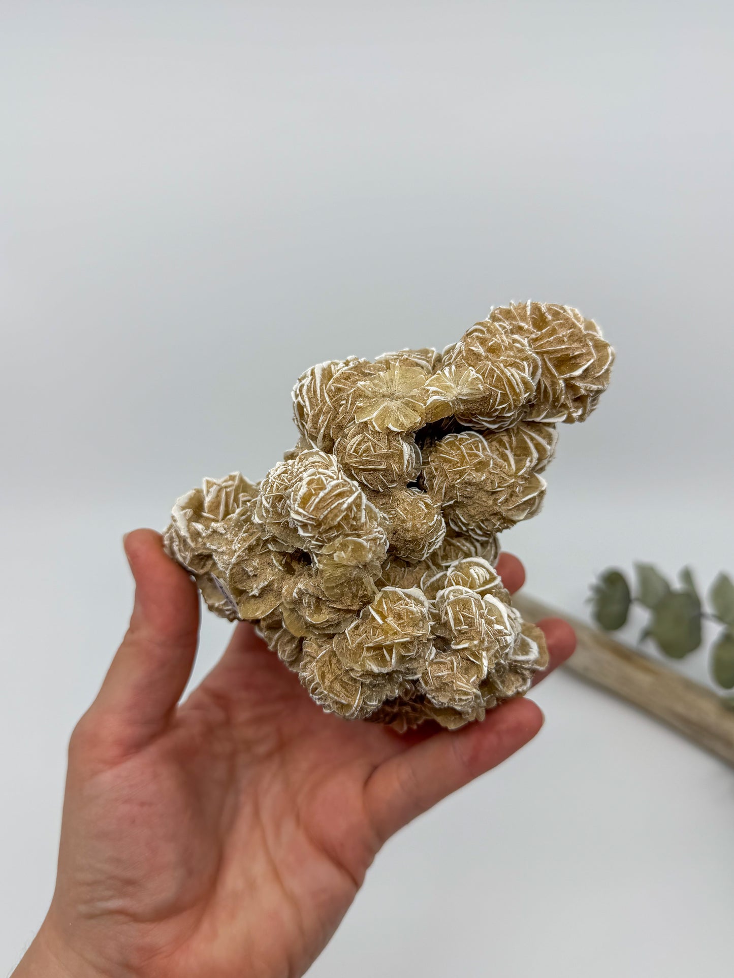 Desert Rose Selenite Specimen