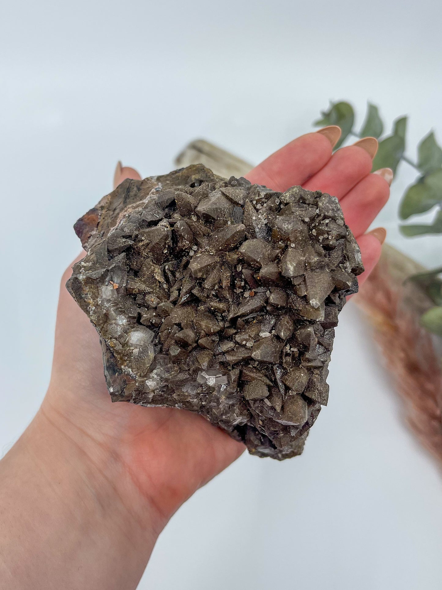 Statement Dogtooth Calcite • Chihuahua, Mexico