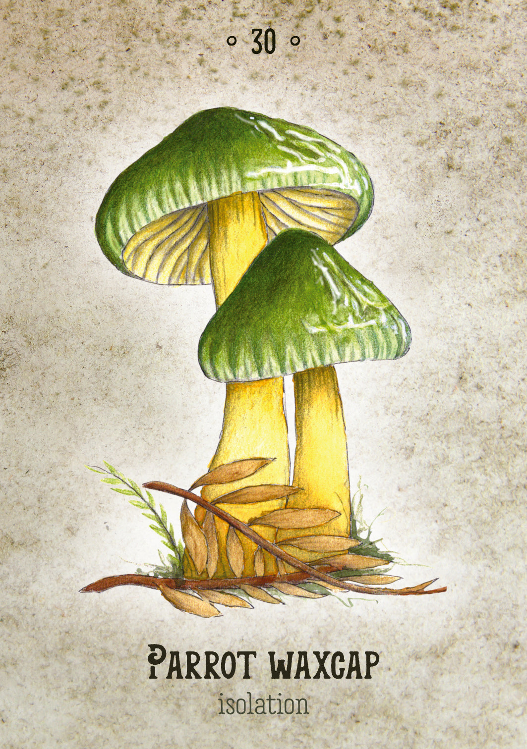 Mushroom Spirit Oracle | Nicola McIntosh
