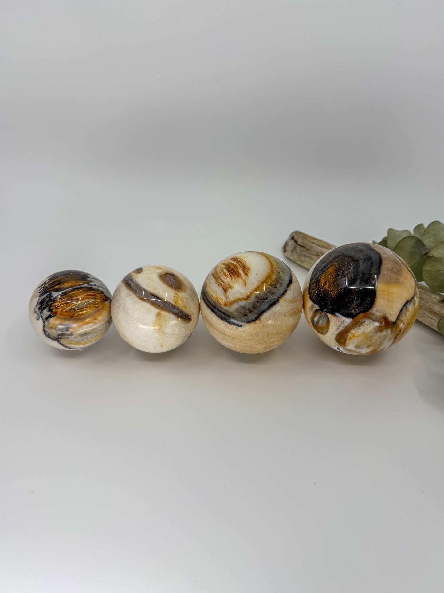 Petrified Wood Sphere, Madagascar -EXACT PIECE-