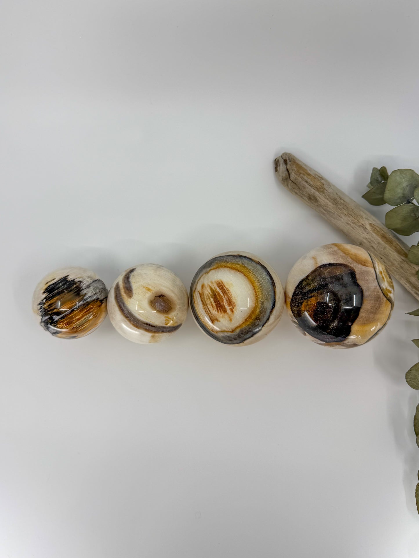 Petrified Wood Sphere, Madagascar -EXACT PIECE-