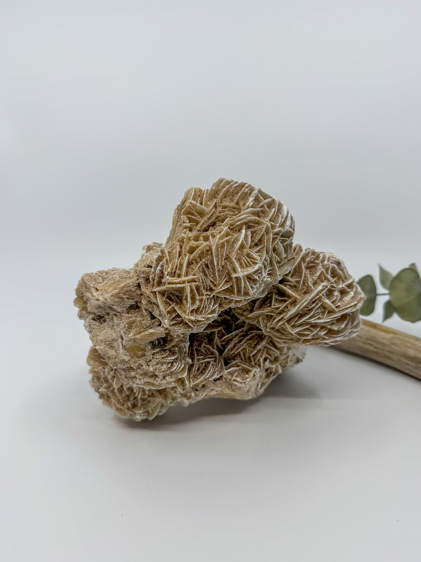 Statement Desert Rose Selenite Specimen