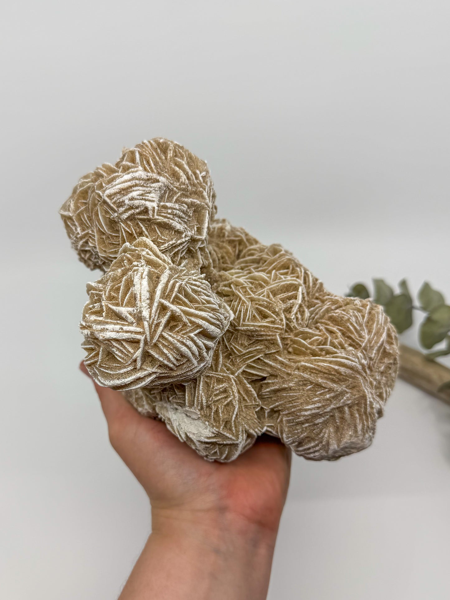 Statement Desert Rose Selenite Specimen