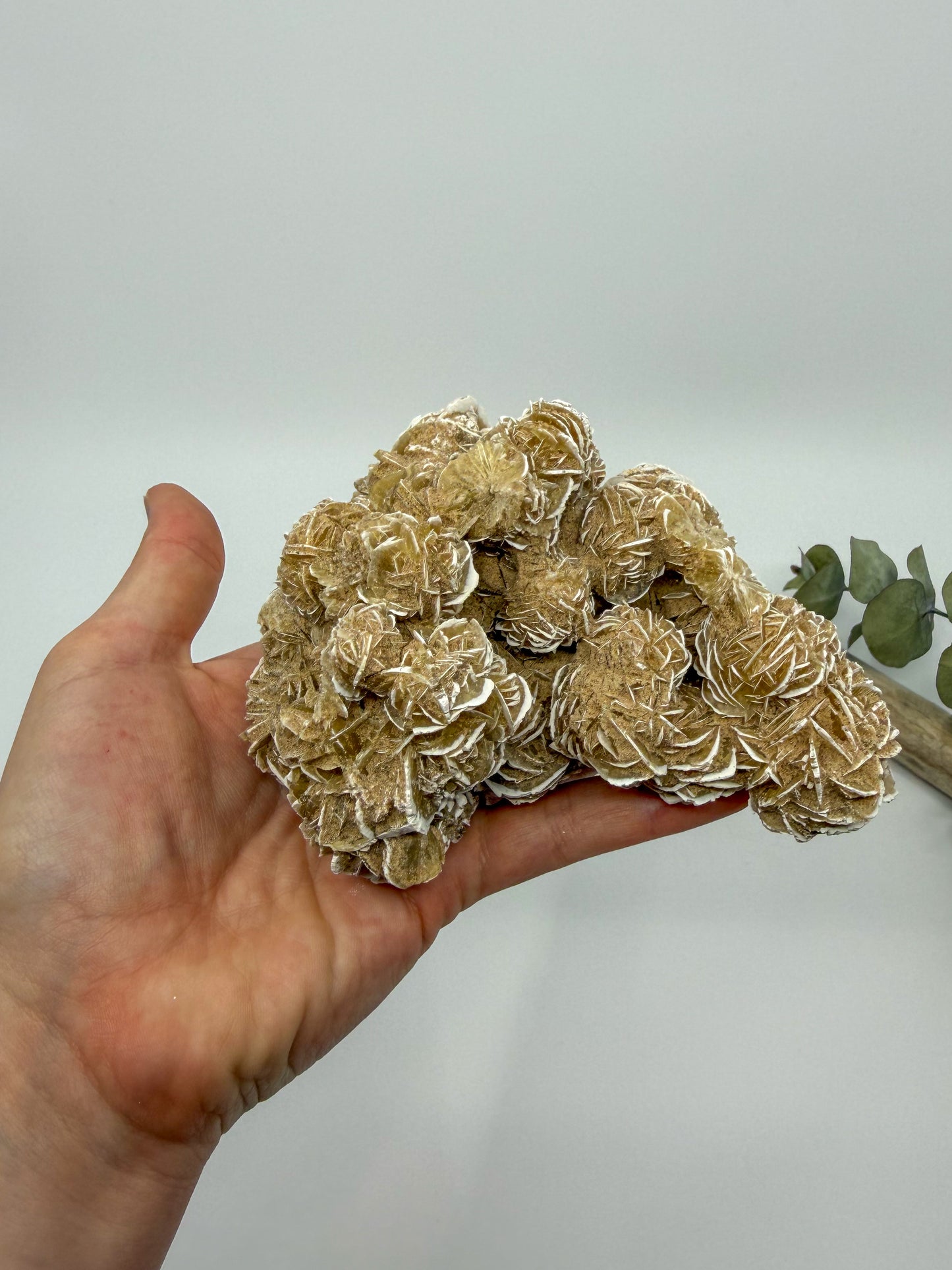 Desert Rose Selenite Specimen