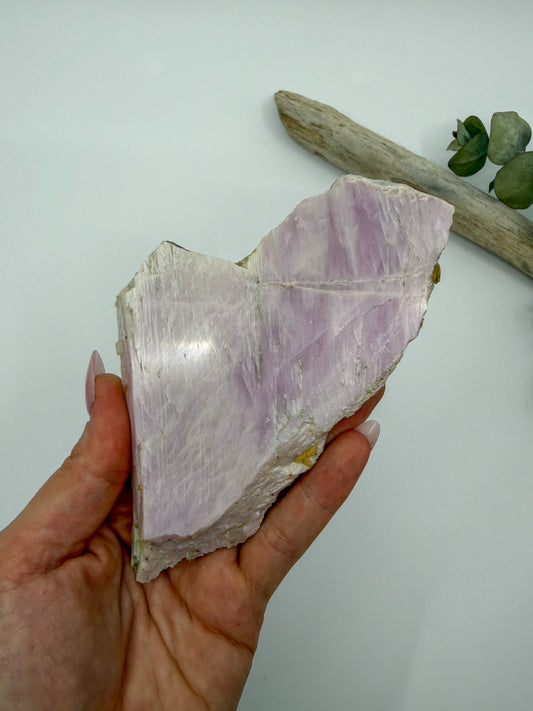 A hand holding a polished lavender Kunzite crystal slab with a piece of driftwood and green leaves in the background against a plain white surface.