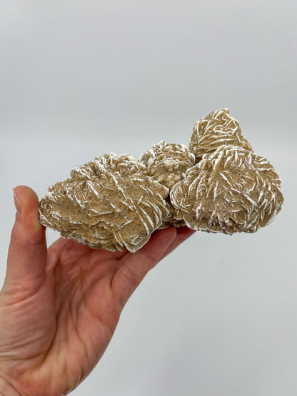 Desert Rose Specimen