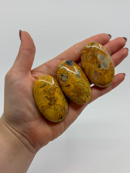 Crazy Lace Agate Palm