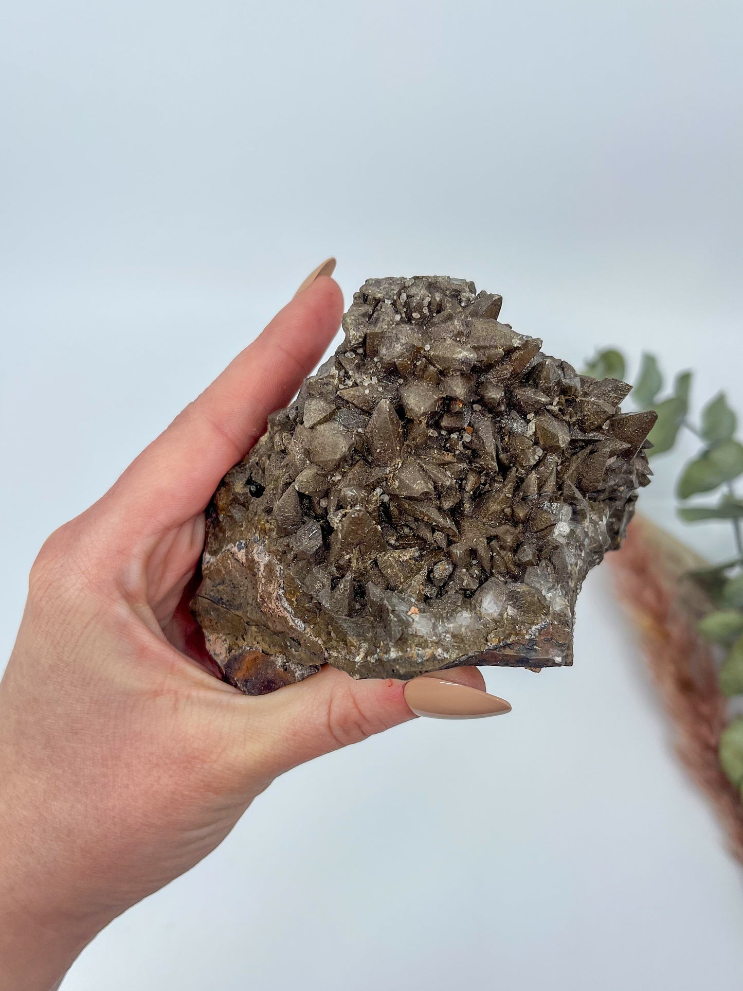 Statement Dogtooth Calcite • Chihuahua, Mexico