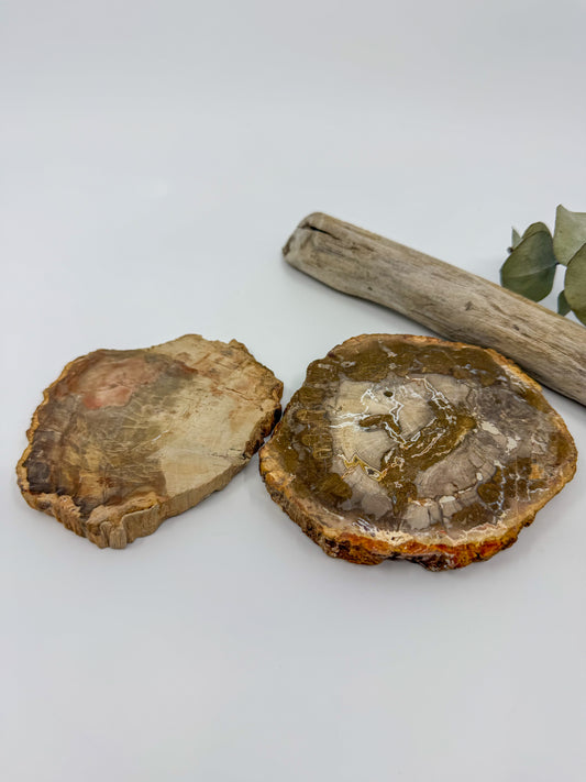 Petrified Wood Slab