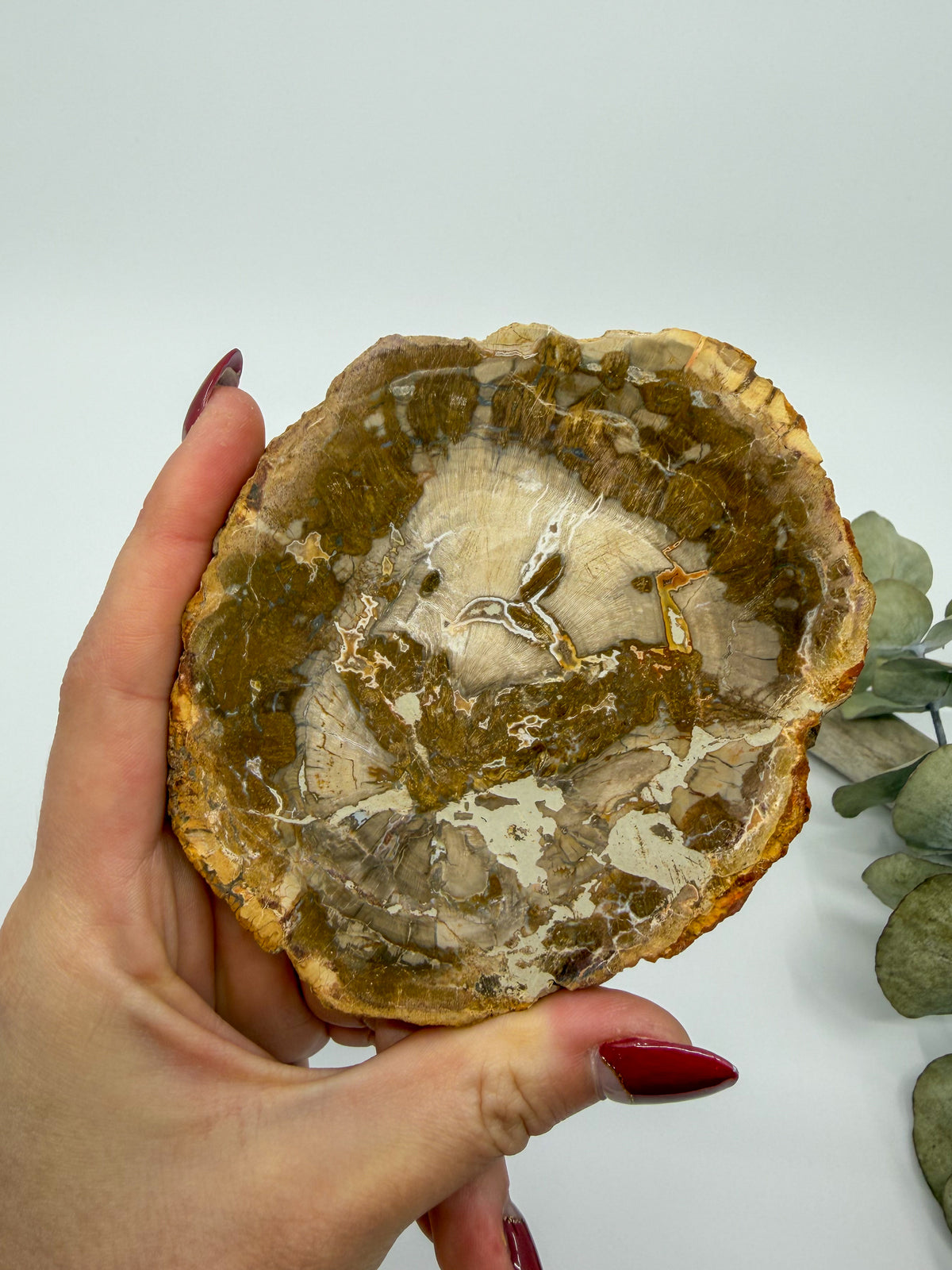 Petrified Wood Slab