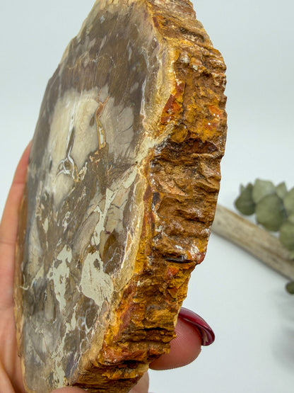 Petrified Wood Slab