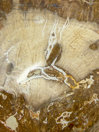 Petrified Wood Slab