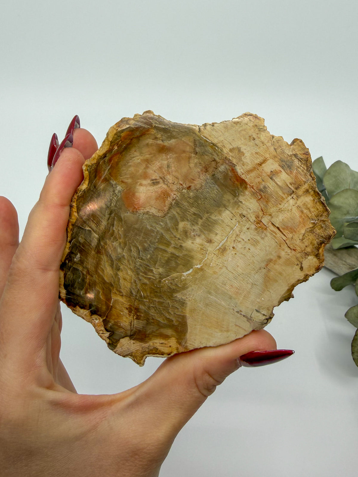 Petrified Wood Slab