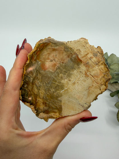 Petrified Wood Slab