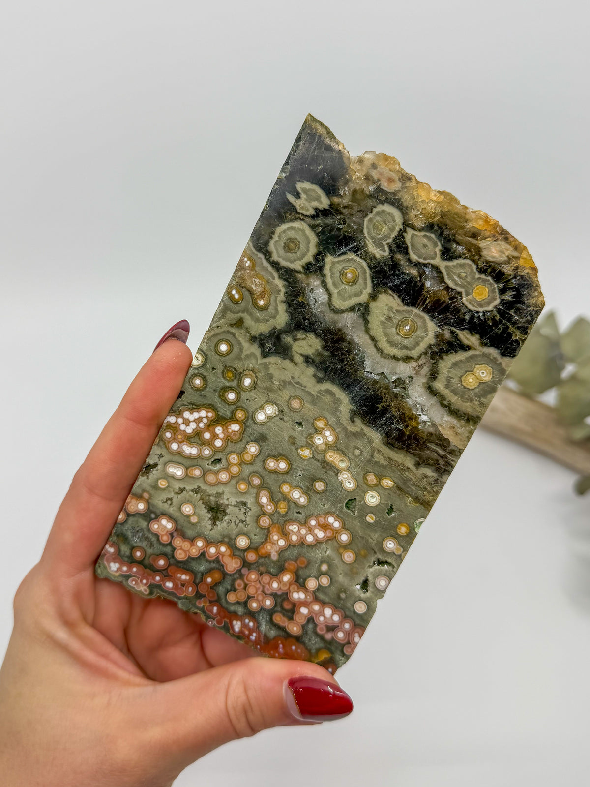 HQ Orbicular Ocean Jasper Slab -CHOOSE YOUR OWN-