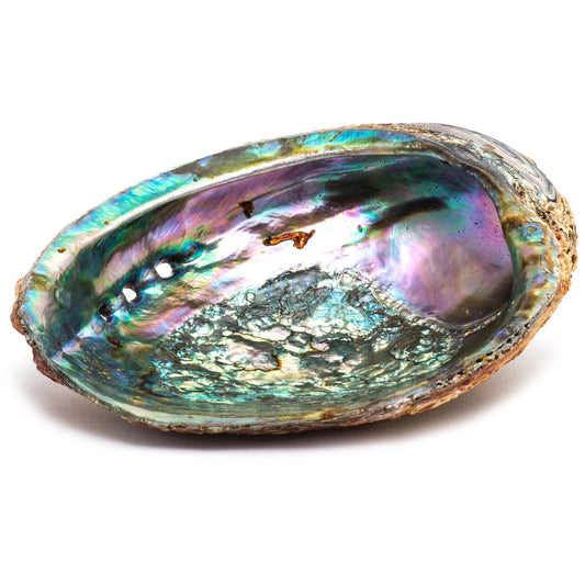 Green Abalone Shell 6" | Mexico